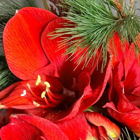 Detalle de amarilis rojas entre ramas de pino en ramo navideño, ANHUÁ Flowers Murcia