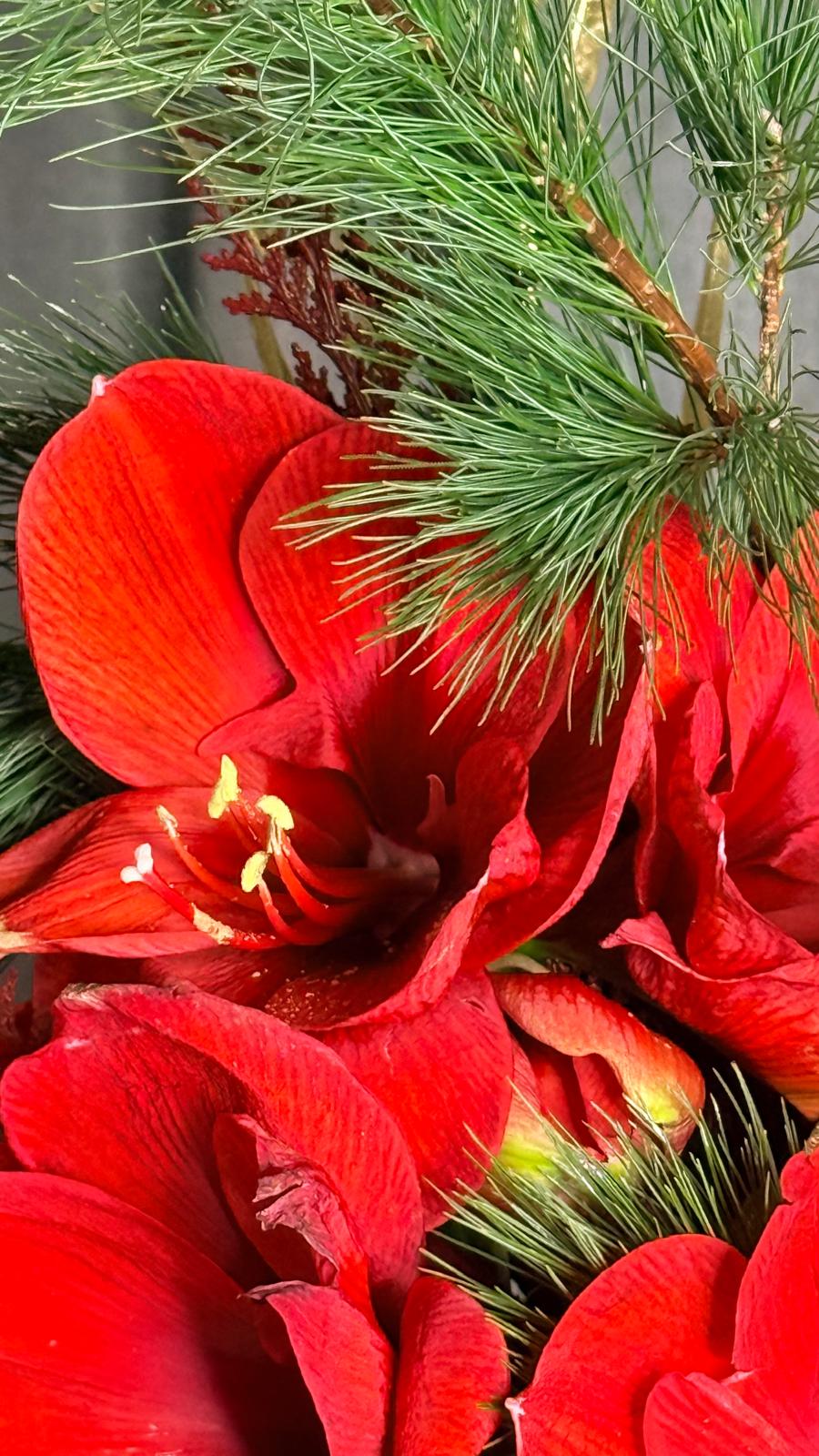 Detalle de amarilis rojas entre ramas de pino en ramo navideño, ANHUÁ Flowers Murcia