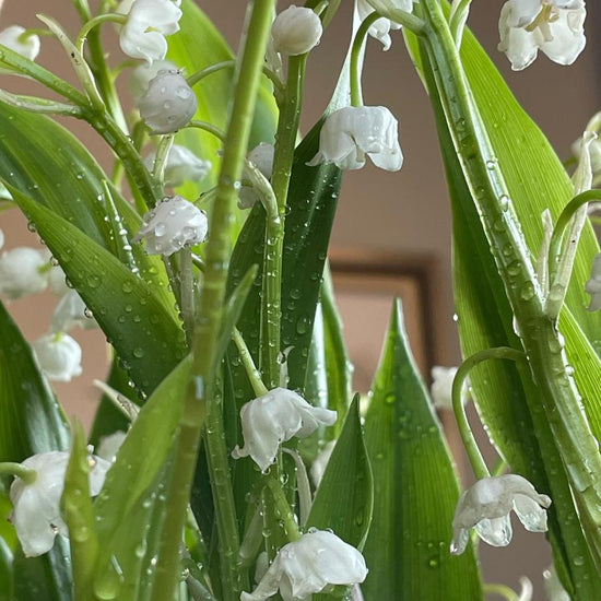 Lirios del valle frescos con gotas de agua sobre las flores blancas y las hojas verdes