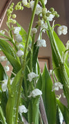 Lirios del valle frescos con gotas de agua sobre las flores blancas y las hojas verdes