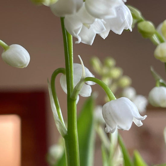 Primer plano de lirios del valle blancos con sus flores en forma de campana y hojas verdes