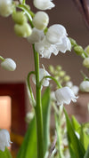 Primer plano de lirios del valle blancos con sus flores en forma de campana y hojas verdes