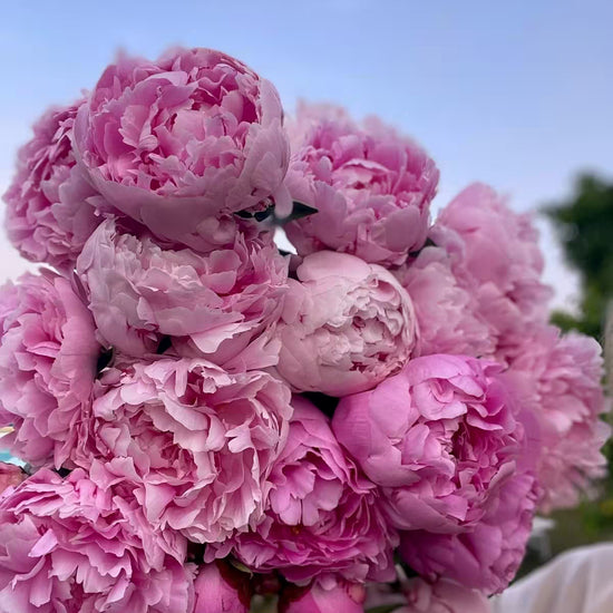 Primer plano de ramo de peonías rosas abiertas y en capullo contra el cielo