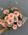 Ramo de gerberas color melocotón con nigella azul, espigas y eucalipto, sostenido en la mano