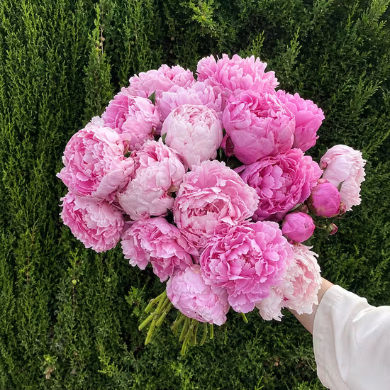 Ramo grande de peonías rosas sostenido en la mano frente a un seto verde