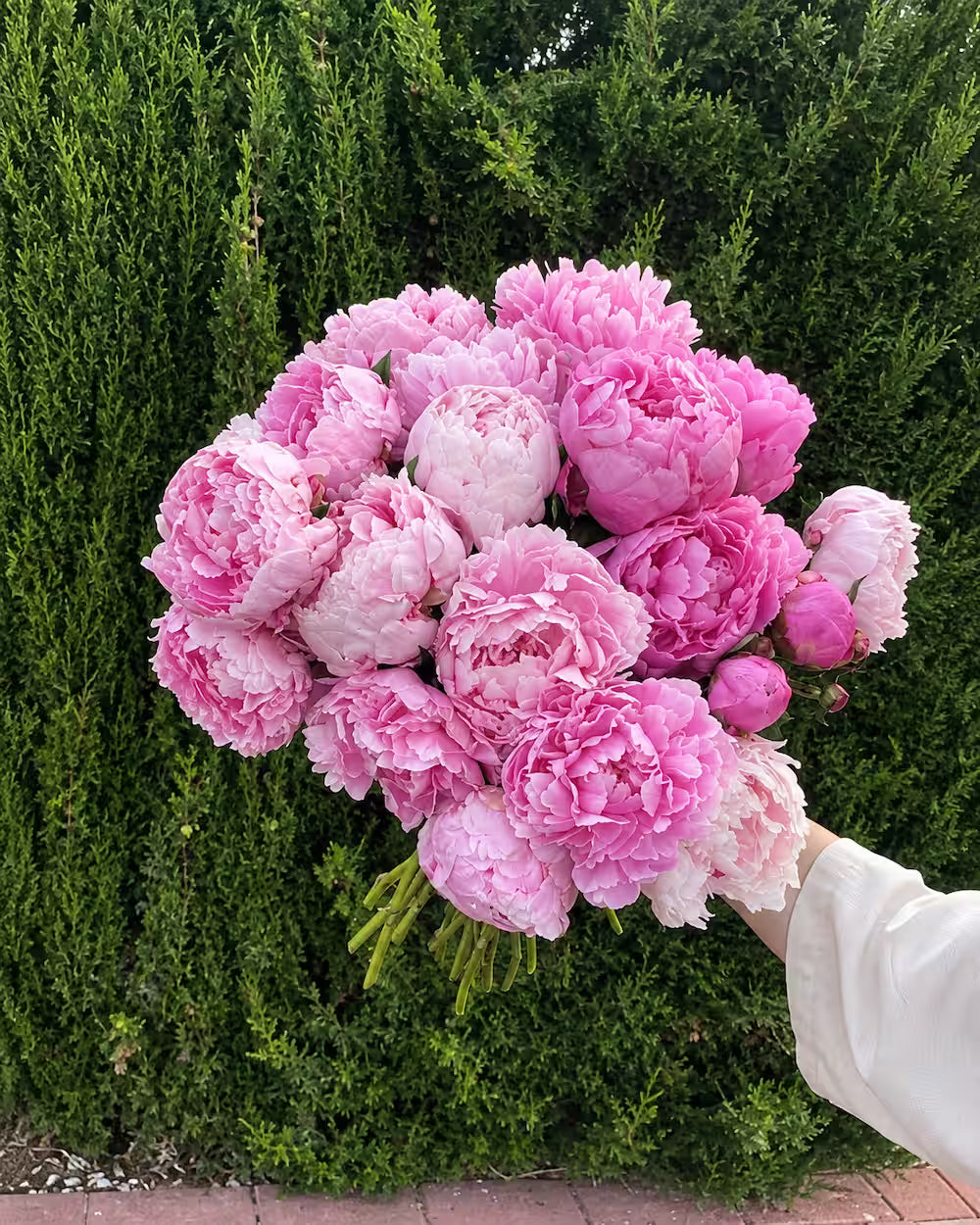Ramo grande de peonías rosas sostenido en la mano frente a un seto verde