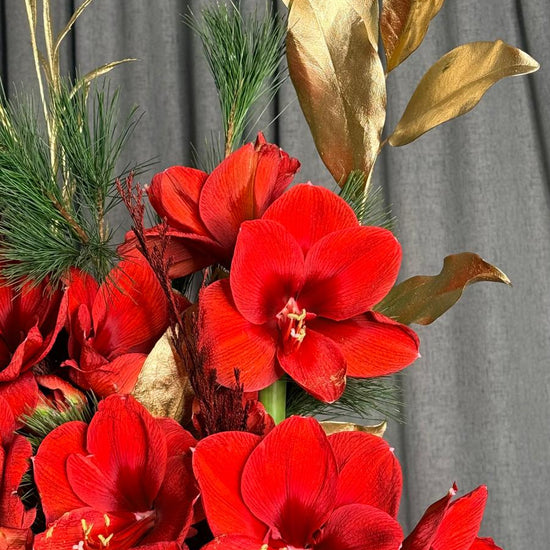 Ramo navideño de amarilis rojas con ramas de pino y hojas de magnolia doradas, ANHUÁ Flowers Murcia