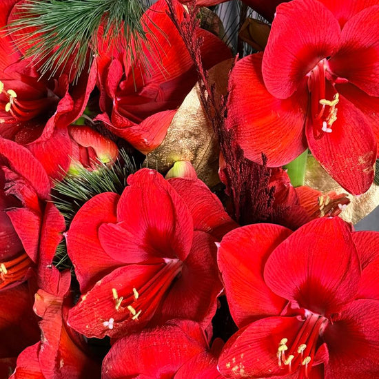 Ramo navideño de amarilis rojos con ramas de pino y hojas doradas