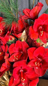 Ramo navideño de amarilis rojos con ramas de pino y hojas doradas