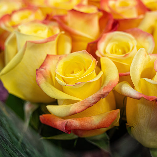 Rosas amarillas con bordes anaranjados en primer plano
