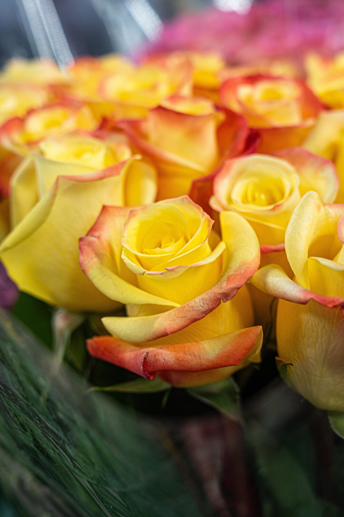 Rosas amarillas con bordes anaranjados en primer plano