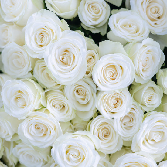 Rosas blancas con centro color crema en primer plano