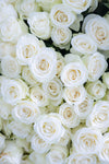 Rosas blancas con centro color crema en primer plano