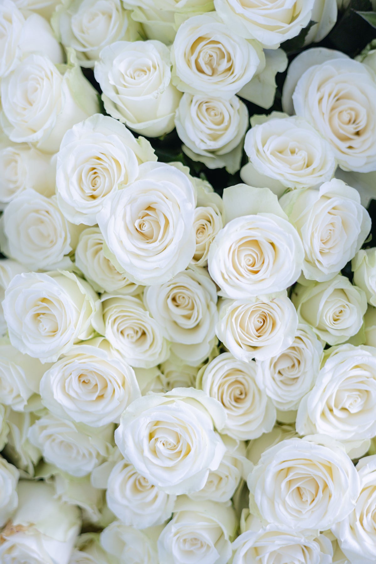 Rosas blancas con centro color crema en primer plano