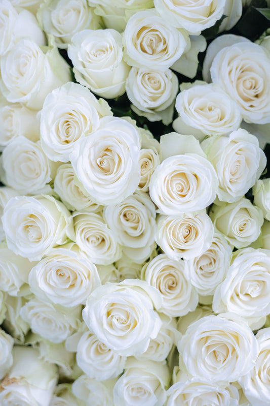 Rosas blancas con centro color crema en primer plano