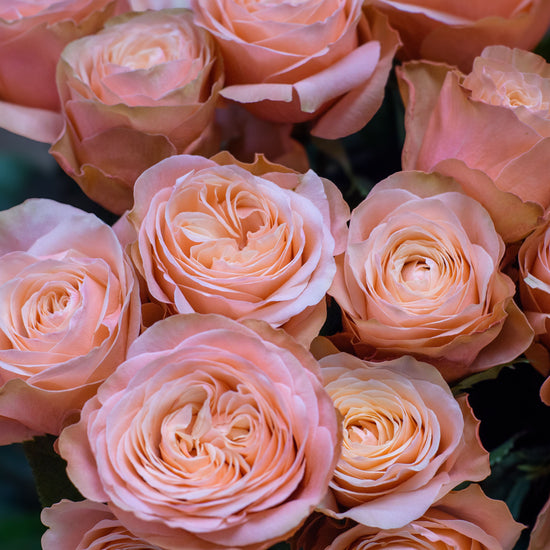 Rosas de jardín color melocotón en primer plano