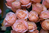 Rosas de jardín color melocotón en primer plano
