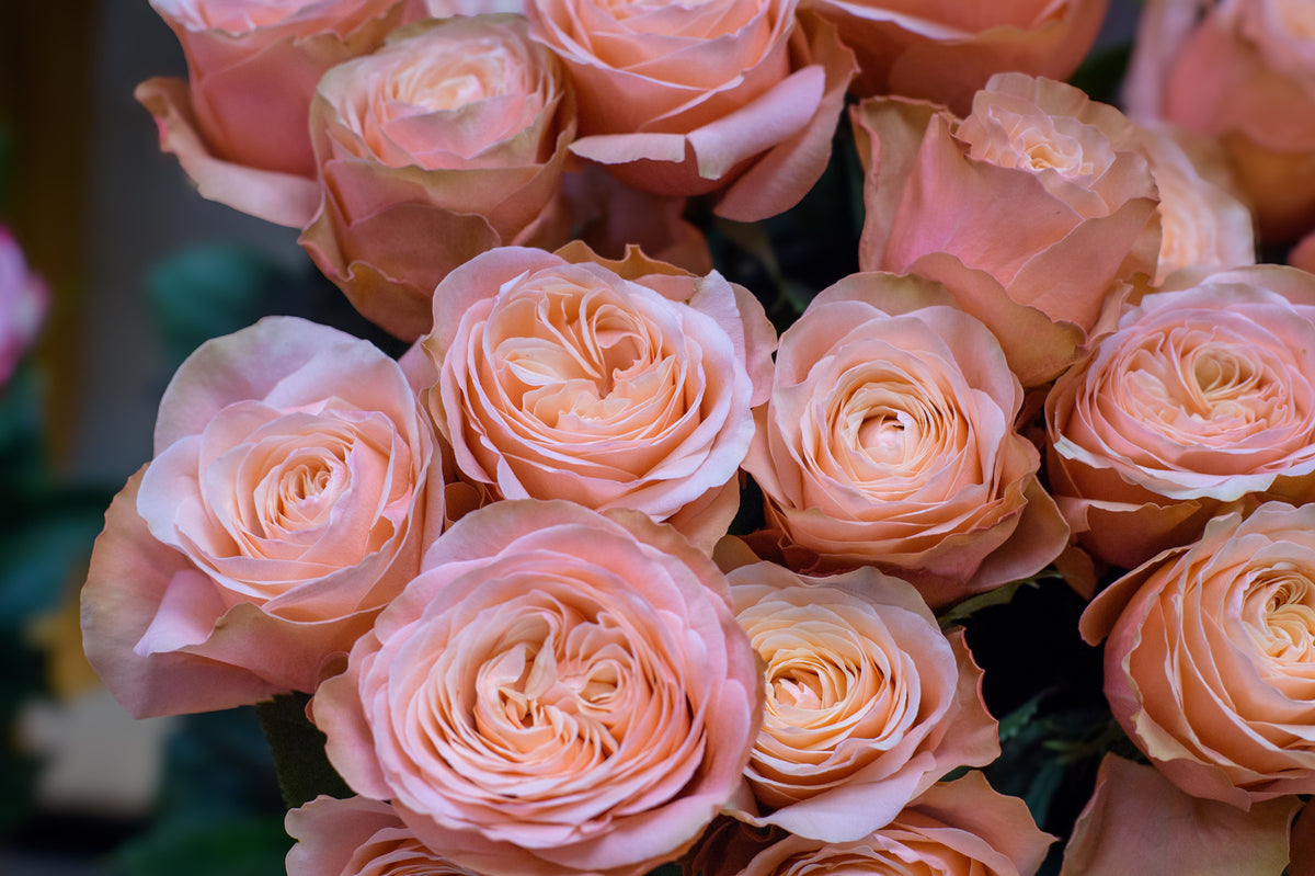 Rosas de jardín color melocotón en primer plano