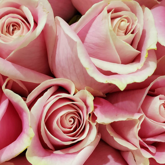 Rosas rosa pálido con bordes color crema en primer plano