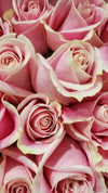 Rosas rosa pálido con bordes color crema en primer plano