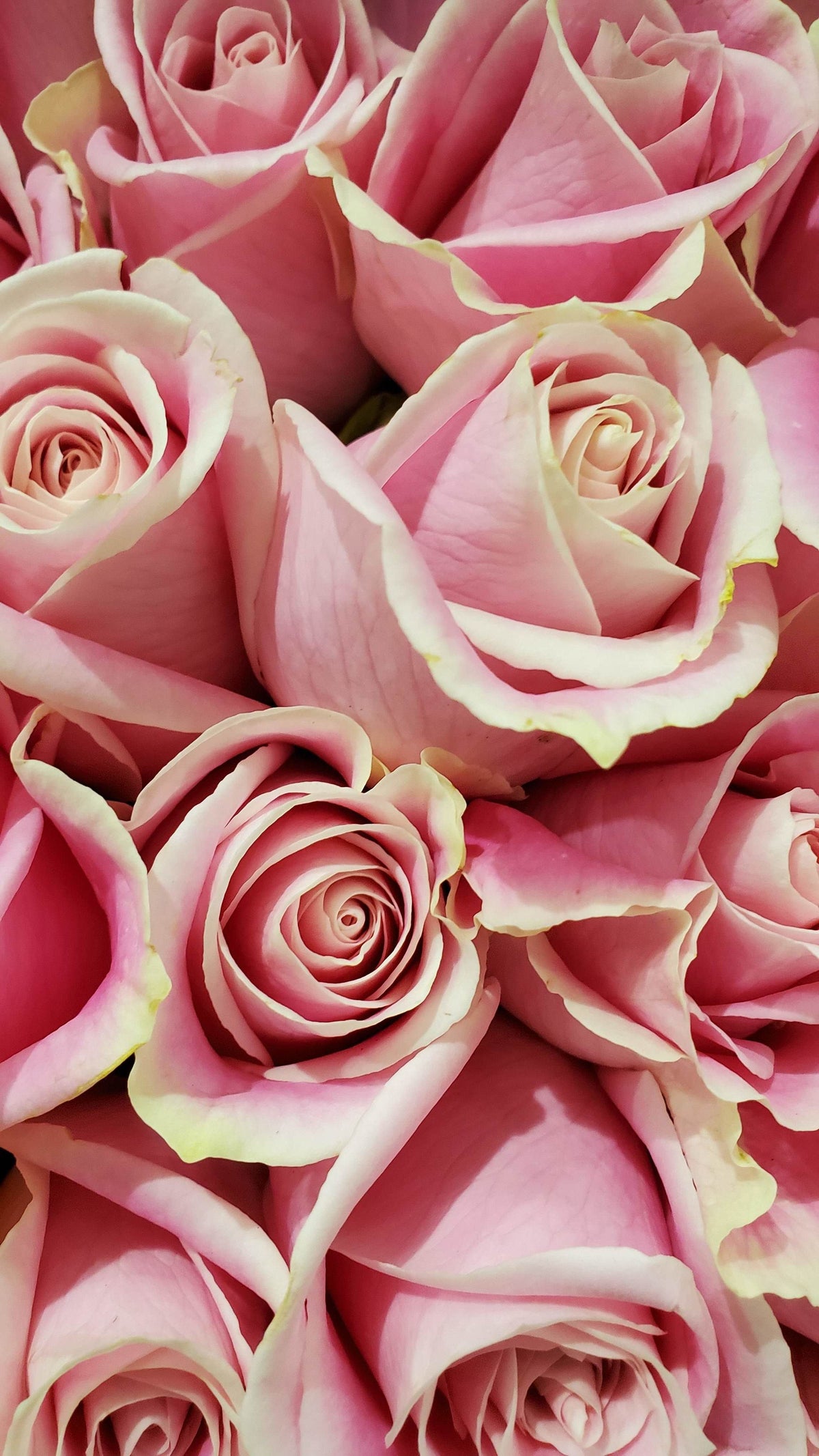 Rosas rosa pálido con bordes color crema en primer plano